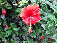 Hibiscus archeri image