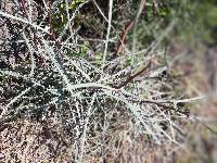 Parkinsonia aculeata image