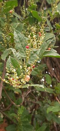 Muehlenbeckia tamnifolia image