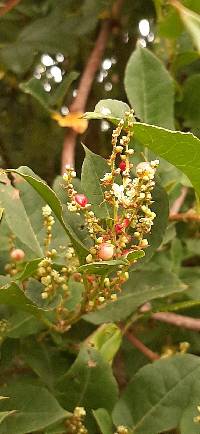 Muehlenbeckia tamnifolia image