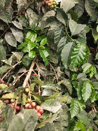 Coffea arabica image