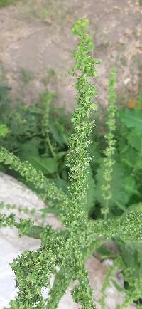 Rumex obtusifolius image