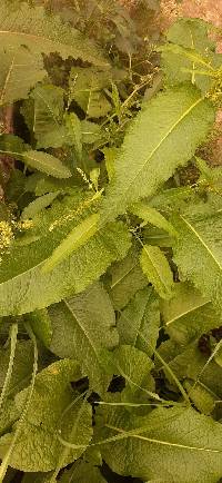 Rumex obtusifolius image