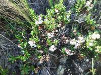 Gaultheria myrsinoides image