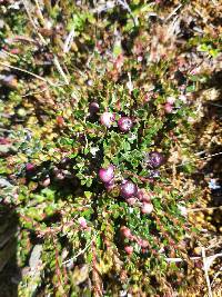 Gaultheria myrsinoides image