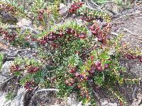 Gaultheria myrsinoides image