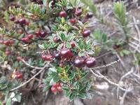 Gaultheria myrsinoides image