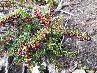 Gaultheria myrsinoides image