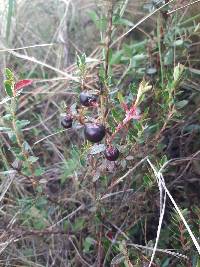 Gaultheria myrsinoides image