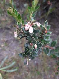 Gaultheria myrsinoides image