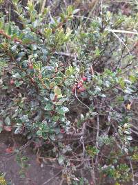 Gaultheria myrsinoides image