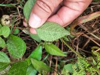 Vigna luteola image