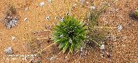 Paepalanthus alpinus image