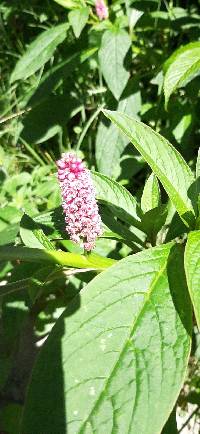 Phytolacca bogotensis image