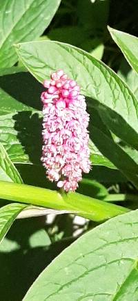 Phytolacca bogotensis image