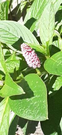 Phytolacca bogotensis image