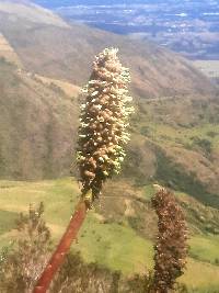 Puya glomerifera image