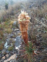 Puya cajasensis image