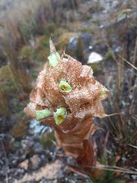 Puya cajasensis image