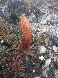 Puya cajasensis image