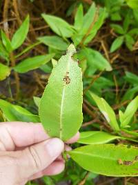 Conocarpus erectus image