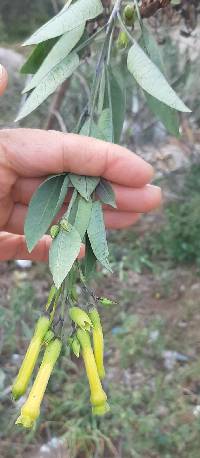 Nicotiana glauca image