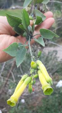 Nicotiana glauca image