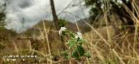 Heliotropium rufipilum image