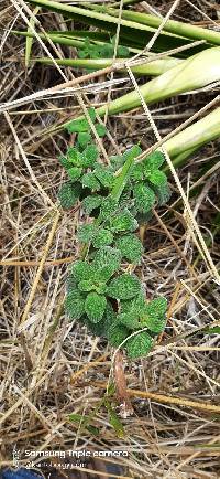 Heliotropium rufipilum image