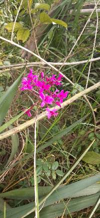 Epidendrum jamiesonis image