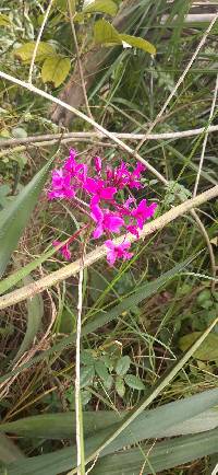 Epidendrum jamiesonis image