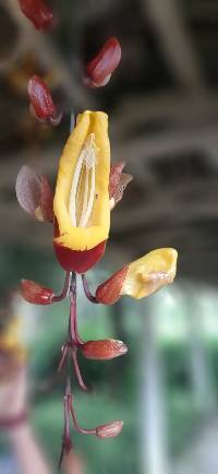 Thunbergia mysorensis image