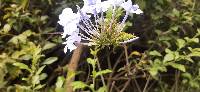 Plumbago auriculata image