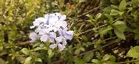 Plumbago auriculata image