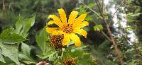 Tithonia diversifolia image