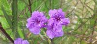 Ruellia simplex image