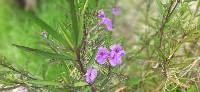 Ruellia simplex image