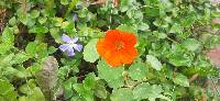 Tropaeolum majus image