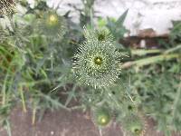 Cirsium vulgare image