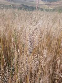 Triticum aestivum image