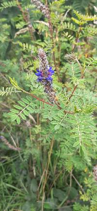 Dalea coerulea image