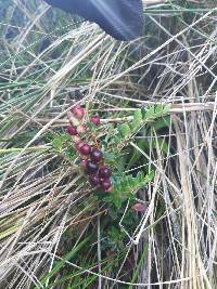 Gaultheria myrsinoides image