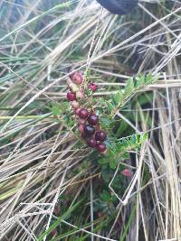 Gaultheria myrsinoides image