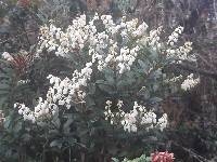 Gaultheria myrsinoides image