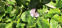 Bergenia crassifolia image