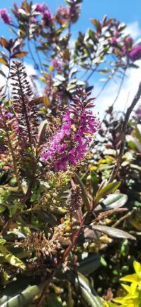 Veronica speciosa image