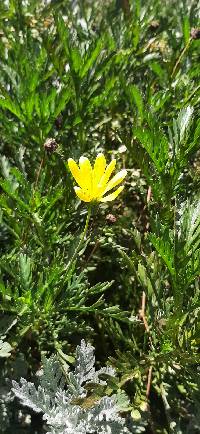 Euryops chrysanthemoides image