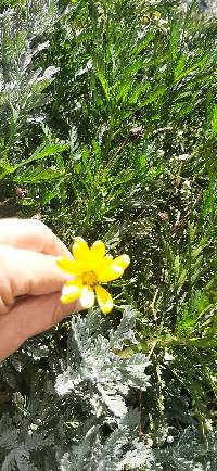 Euryops chrysanthemoides image