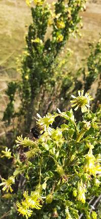 Monticalia arbutifolia image