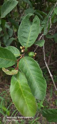 Psidium guajava image